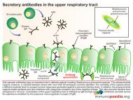 Download a combined PDF of pneumococcus ... - Immunopaedia