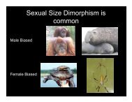 Sexual Dimorphism