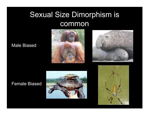 Sexual Dimorphism