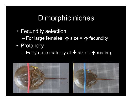 Sexual Dimorphism