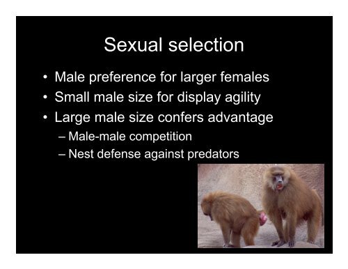 Sexual Dimorphism