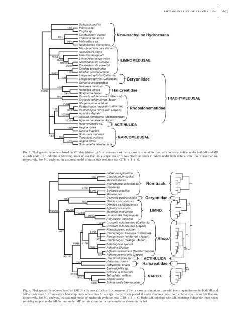 Phylogenetics of Trachylina (Cnidaria: Hydrozoa) with new insights ...