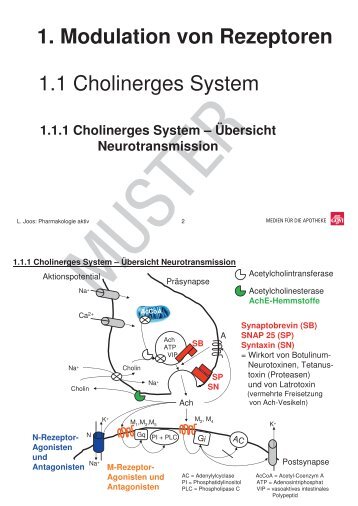 1.1 Cholinerges System 1. Modulation von Rezeptoren