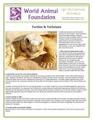 Turtles & Tortoises - World Animal Foundation