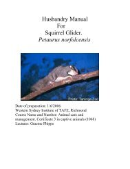 Squirrel Glider - Nswfmpa.org