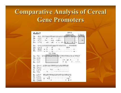 Eukaryotic Gene Prediction - Rice Genome Annotation Project