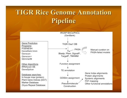 Eukaryotic Gene Prediction - Rice Genome Annotation Project