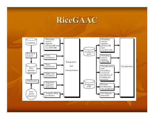 Eukaryotic Gene Prediction - Rice Genome Annotation Project