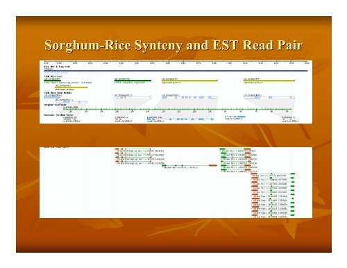 Eukaryotic Gene Prediction - Rice Genome Annotation Project