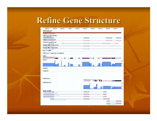 Eukaryotic Gene Prediction - Rice Genome Annotation Project