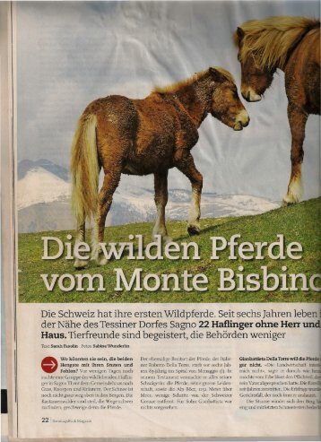 Die Schweiz hat ihre ersten Wildpferde. Seit sechs - Cavalli del ...