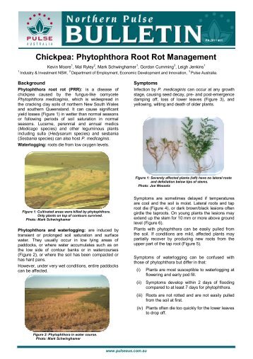 Chickpea: Phytophthora Root Rot Management - Pulse Australia