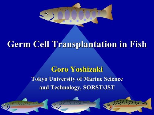 Germ Cell Transplantation in Fish - JUNBA