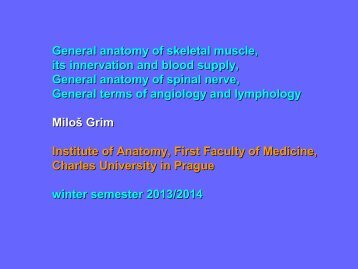 General Anatomy of Skeletal Muscle