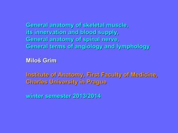 General Anatomy of Skeletal Muscle