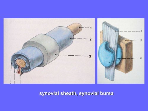 General Anatomy of Skeletal Muscle