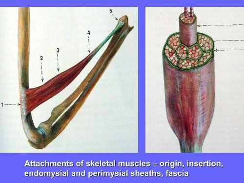 General Anatomy of Skeletal Muscle