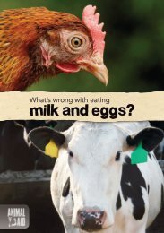 What's wrong with eating milk and eggs? - Animal Aid