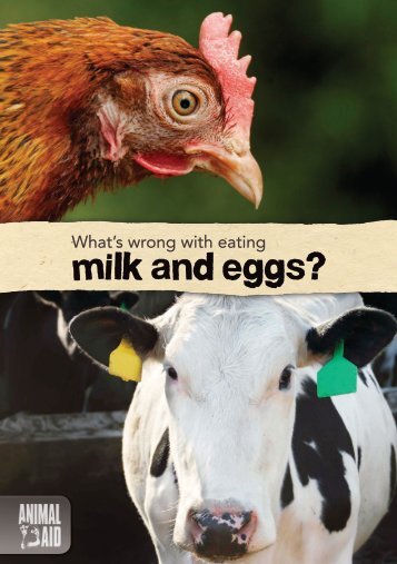 What's wrong with eating milk and eggs? - Animal Aid