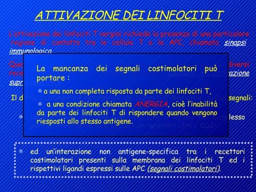 attivazione linfociti t