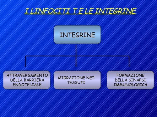 attivazione linfociti t