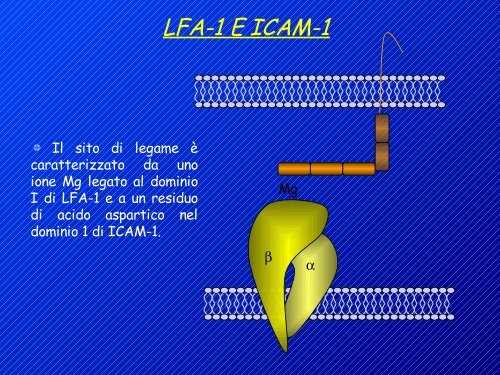 attivazione linfociti t