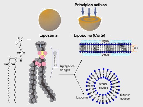 liposomas un reto en tecnologia farmaceutica