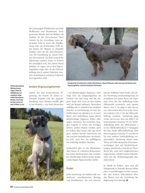 Fellfarben - Schweizer Hunde Magazin