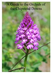 A Guide to the Orchids of the Chipstead Downs