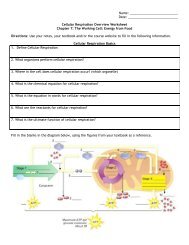 Cellular Respiration Overview Worksheet Chapter 7