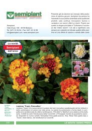 Lantana 'Tropic Grenadine' - Clamer Informa