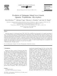 Evolution of Galapagos Island Lava Lizards (Iguania: Tropiduridae ...