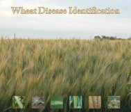 Wheat Disease Identification Guide - University of Idaho Extension ...