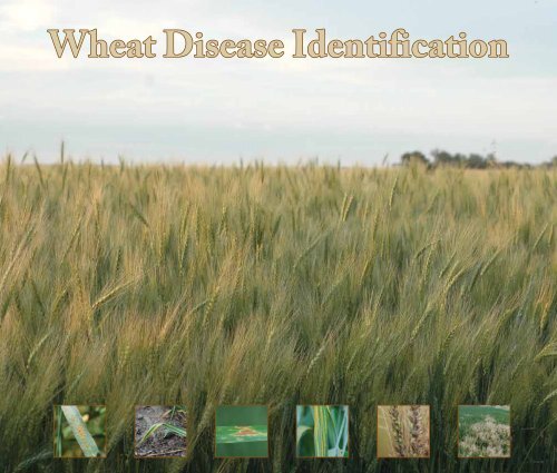 Wheat Disease Identification Guide - University of Idaho Extension ...