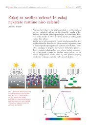 Zakaj so rastline zelene? - Znanost gre v šolo