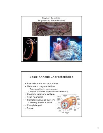 Basic Annelid Characteristics