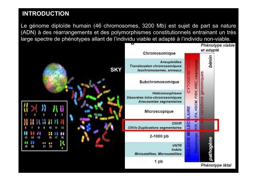 L'hybridation gÃ©nomique comparative en microrÃ©seau d'ADN (HGCM)