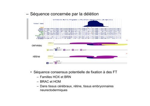 L'hybridation gÃ©nomique comparative en microrÃ©seau d'ADN (HGCM)