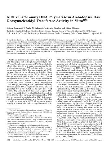 AtREV1, a Y-Family DNA Polymerase in ... - Plant Physiology