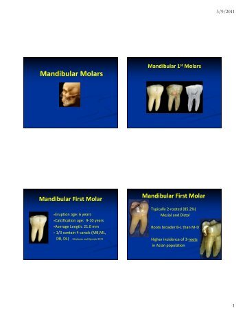 Mandibular Molars.pdf
