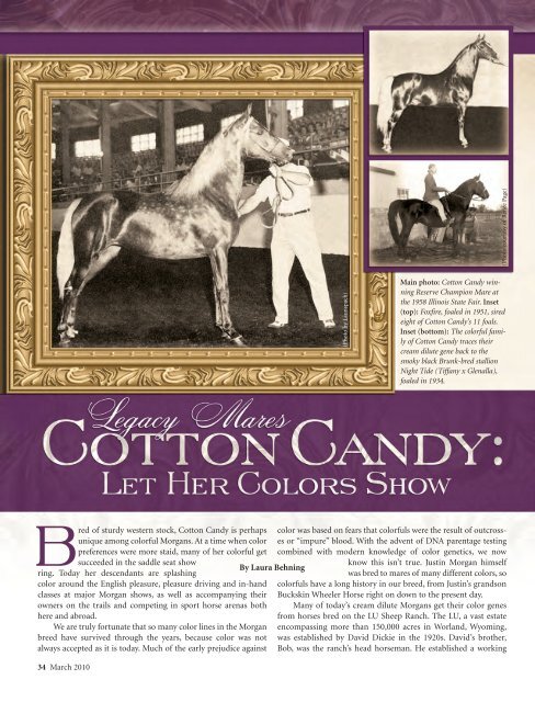 LegacyMares CottonCandy 3.10 - American Morgan Horse ...