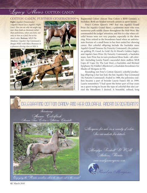 LegacyMares CottonCandy 3.10 - American Morgan Horse ...