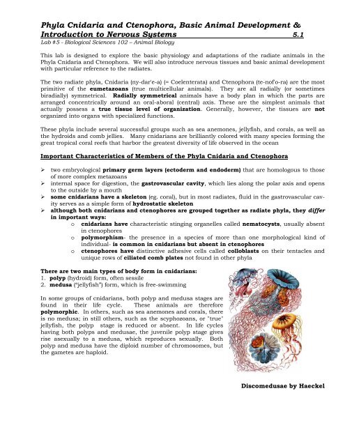 Phyla Cnidaria and Ctenophora, Basic Animal ... - Biosciweb.net
