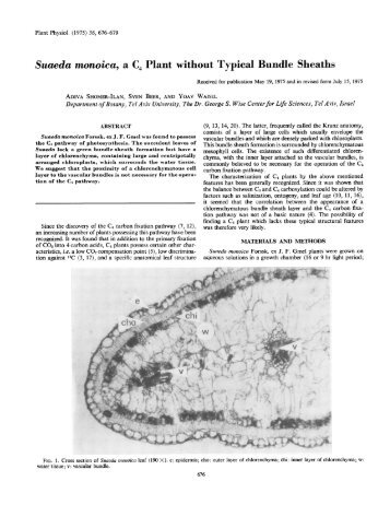 Suaeda monoica, a C4 Plant without Typical Bundle Sheaths