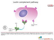 Lectin pathway.pdf - Immunopaedia