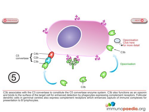 Lectin pathway.pdf - Immunopaedia