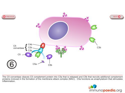 Lectin pathway.pdf - Immunopaedia