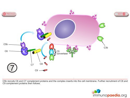 Lectin pathway.pdf - Immunopaedia