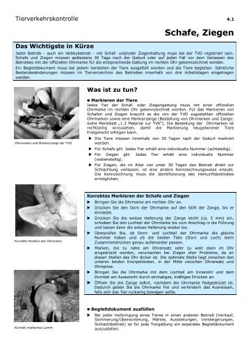 Merkblatt Tierverkehrskontrolle Ziegen / Schafe - Agate