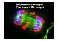 ÎÎ¹ÎºÏÎ¿ÏÎºÎ¿ÏÎ¯Î± Î¦Î¸Î¿ÏÎ¹ÏÎ¼Î¿Ï (Fluorescence Microscopy)